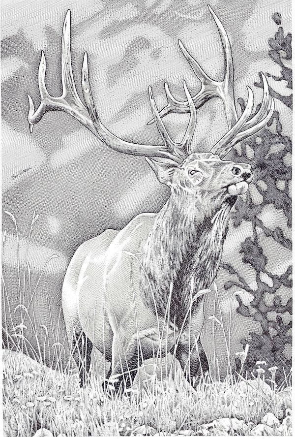 Elk Poster